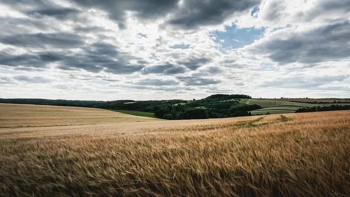 自然、田野、草地、景观、小麦、穗、穗轴、外部