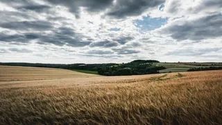 自然、田野、草地、景观、小麦、穗、穗轴、外部