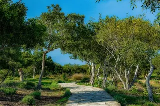 小径，矮林，灌木，森林，树木，林间空地，海洋，自然