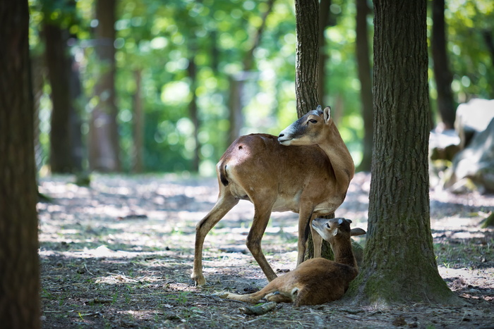 Mouflon，幼兽，动物，哺乳动物，野兽，幼兽，动物，自然，动物群