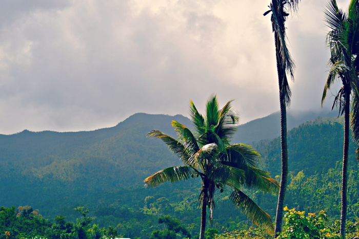 山，棕榈树，暴风雨，绿色，森林，植物，树，云天