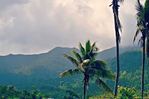山，棕榈树，暴风雨，绿色，森林，植物，树，云天
