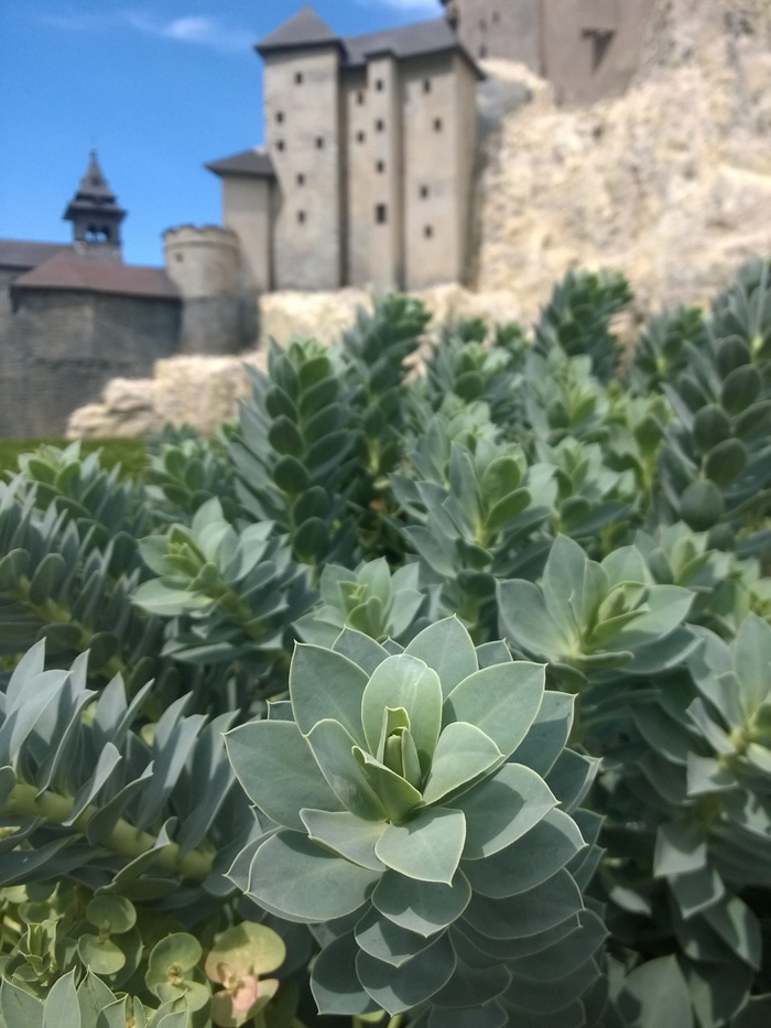 植物，肉质，城堡，鹿，迷你匈牙利，墙壁，建筑