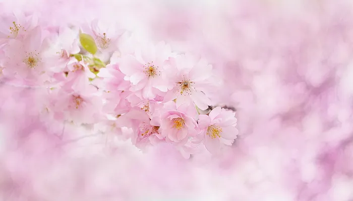 选择性, 聚焦摄影, 粉红色, 樱桃, 花, 开花, 花, 植物