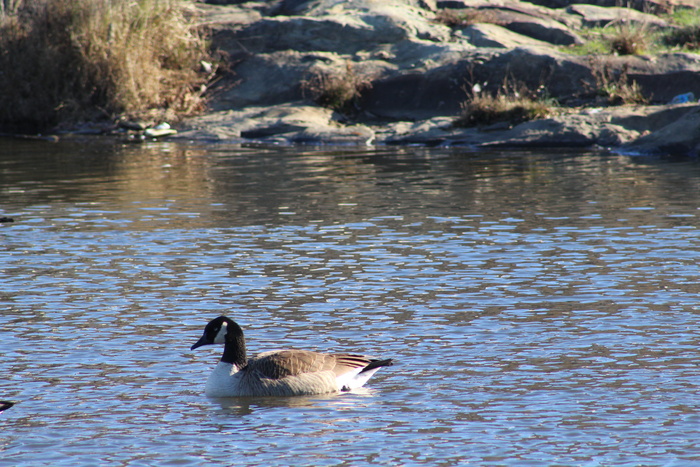 美国、北波托马克、鹅、自然摄影、水、加拿大鹅、鸟、动物主题