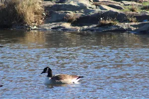 美国、北波托马克、鹅、自然摄影、水、加拿大鹅、鸟、动物主题