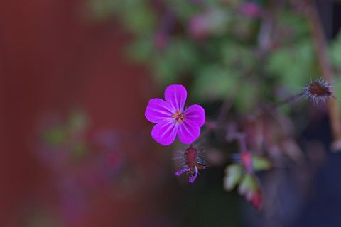 伦敦，巴特西，背部，花园，欢乐，春天，花朵