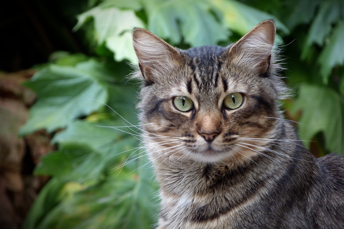 照片，棕色，斑猫，猫，猫，猫的样子，猫眼，宠物