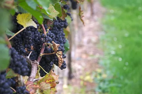 德国、nonnenhorn、obsthof und brennerei gierer、葡萄酒、葡萄、水果、健康饮食、食品 德国、nonnenhorn、obsthof und brennerei gierer、葡萄酒、葡萄、水果、健康饮食、食品