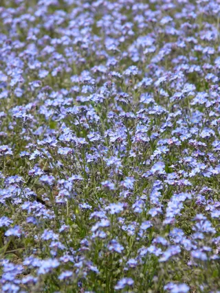 别忘了，别忘了我，别忘了我，别忘了我，肌球虫，Raublatgewächs，紫草科，观赏植物