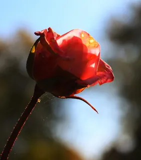 自然,花,植物,玫瑰,夏天,花园,花瓣,季节 自然,花,植物,玫瑰,夏天,花园,花瓣,季节