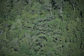 澳大利亚，蓝山，树木，树木，森林，朱利安照片，植物，绿色