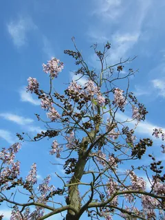 泡桐，皇后树，公主树，毛地黄树，树，植物，植物，植物