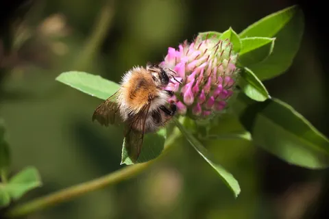 宏,昆虫,花粉,自然,花,动物主题,动物,野生动物 宏,昆虫,花粉,自然,花,动物主题,动物,野生动物