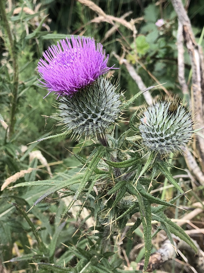 蓟，花，苏格兰，多刺，花园，自然，刺，紫色