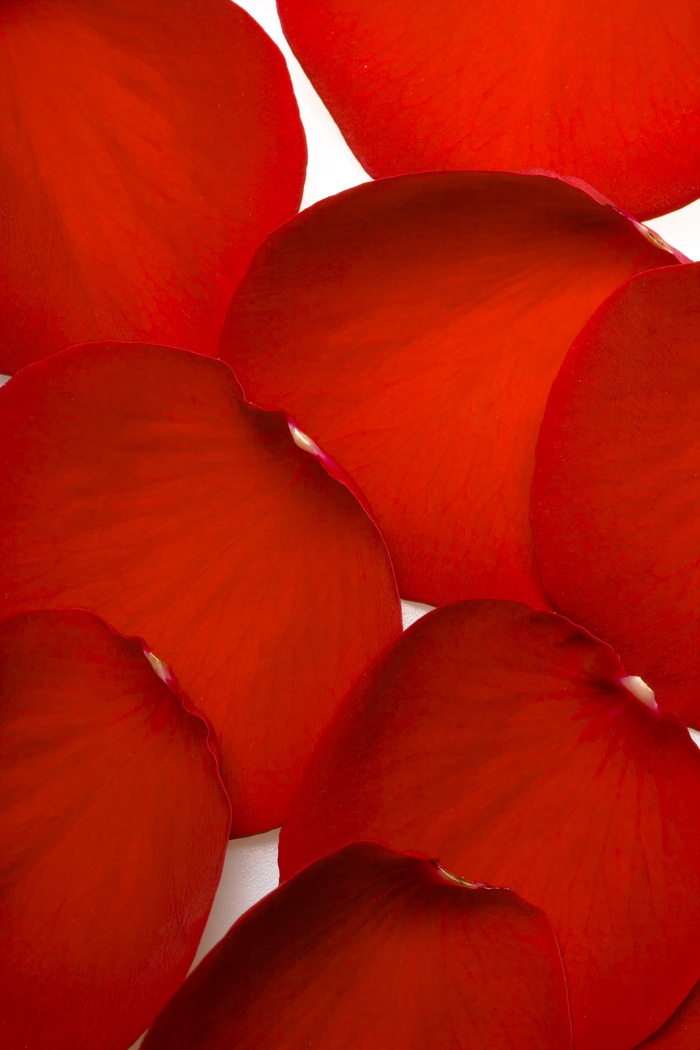 con2011，花，新鲜，礼物，隔离，踏板，花瓣，照片