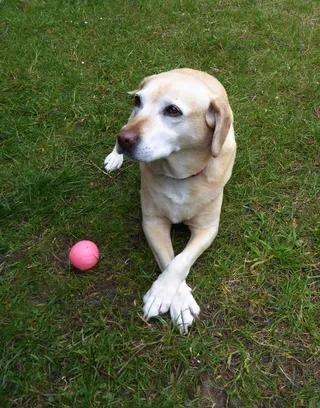 狗，球，注意力，爪子，顽皮，好，松软的耳朵，草