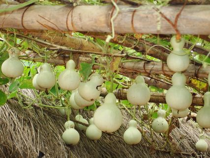 葫芦，秒，有很多，没有人，天，自然，特写，鸡蛋