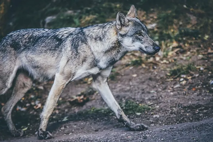 无标题，狗，小狗，动物，道路，毛皮，自然，宠物