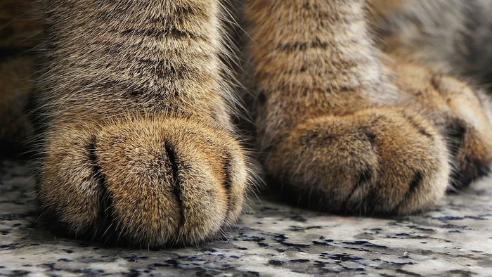 动物，模糊，特写，焦点，毛茸茸的，爪子，捕食者，野生
