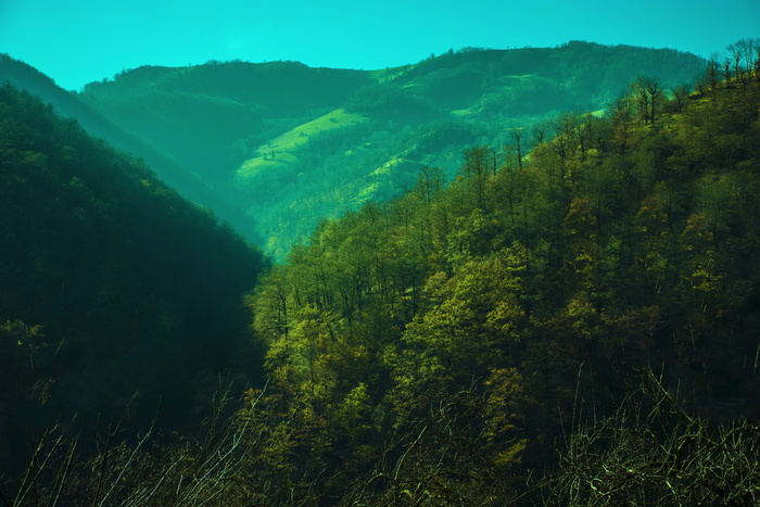 植物，树木，风景——自然，自然之美，生长，宁静的景色，宁静，高山