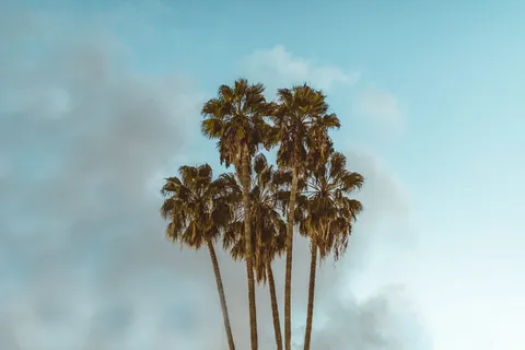 白天多云的天空下的椰子树 白天多云的天空下的椰子树