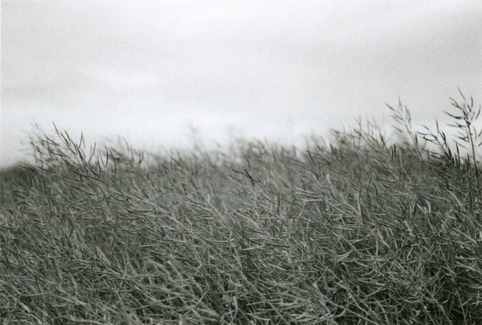 德国、kirchenthumbach、thurndorf、field、blackwhite、bw、black和