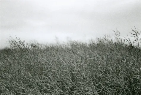 德国、kirchenthumbach、thurndorf、field、blackwhite、bw、black和 德国、kirchenthumbach、thurndorf、field、blackwhite、bw、black和