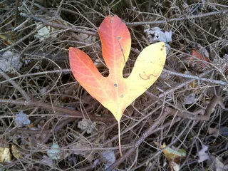 显示秋天颜色阵列的单叶