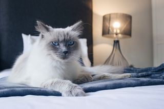 南非，德班，蓝眼睛，白皮毛，猫，小猫，困倦，凝视