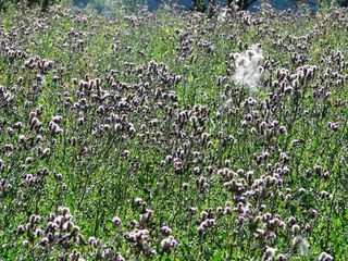 匍匐，蓟，匍匐蓟，大蓟，蓟田，复合材料，菊科，被煽动