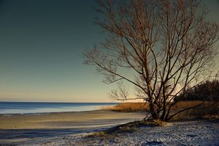 树, 景观, 海, 落潮, 瓦, 沙滩, 自然, 照明