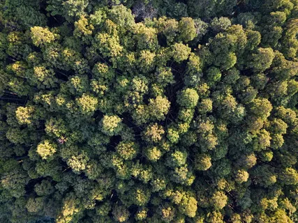 林木鸟瞰图 林木鸟瞰图