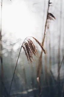 棕草景观 棕草景观
