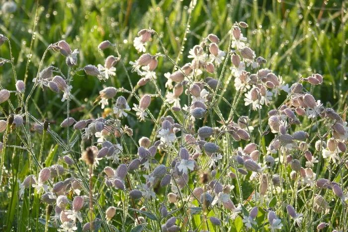 taubenkropf leimkraut，herb，silene vulgaris，普通leimkraut，充气leimkraut，流言康乃馨，Knirrkhol，康乃馨家族