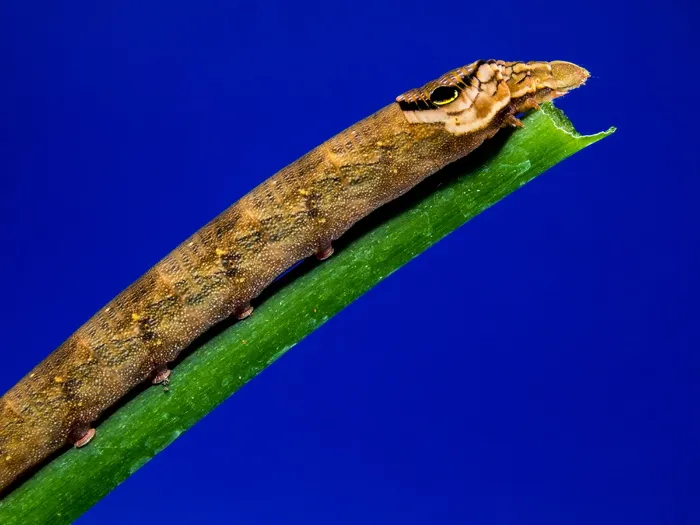毛毛虫，棕色，怎样的树枝，接近，动物主题，动物，一种动物，脊椎动物