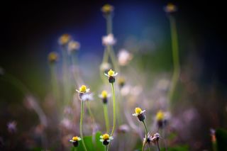 光，自然，田野，花朵，盛开，盛开，盛开，模糊