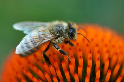 蜜蜂、昆虫、动物、喂养、花粉、授粉、花蜜、蜂蜜翅 蜜蜂、昆虫、动物、喂养、花粉、授粉、花蜜、蜂蜜翅