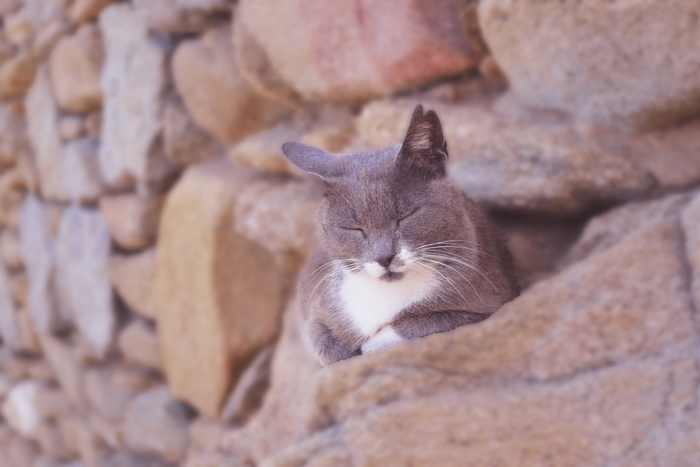 猫睡着了，毛茸茸的灰猫，可爱，可爱，米科诺斯石墙，毛茸茸茸的，猫，猫