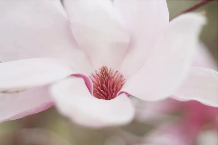 选择性，对焦摄影，粉色，花瓣花，浅，对焦，摄影，花