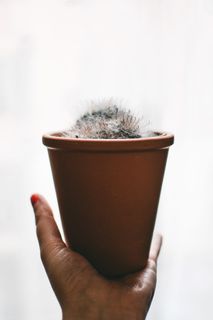 白色植物和棕色花盆