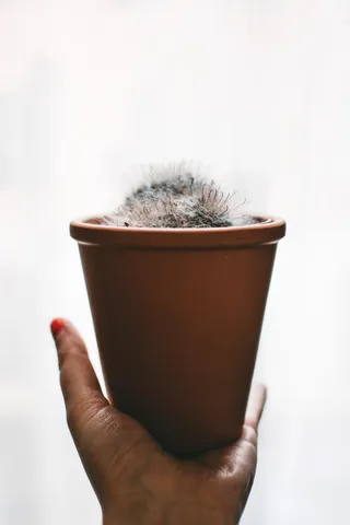 白色植物和棕色花盆