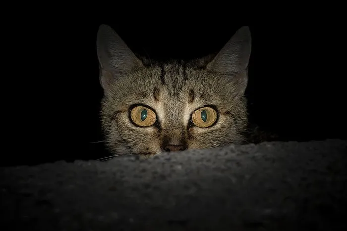 棕色斑猫
