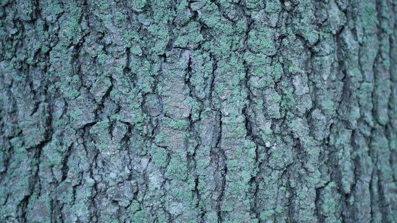 美国、荷兰、树木、树皮、森林、苔藓、纹理、背景