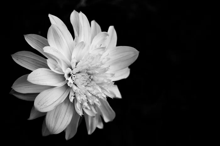 花，开花，开花，一年生，花，头，生长，植物