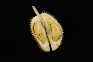 榴莲果，水果之王，热带，美味，多刺水果，马来西亚，摄影棚拍摄，黑色背景