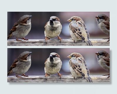 羊群，欧亚树麻雀，麻雀，麻雀家族，鸟类，聊天，群，在一起