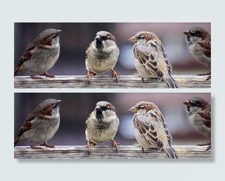 羊群，欧亚树麻雀，麻雀，麻雀家族，鸟类，聊天，群，在一起