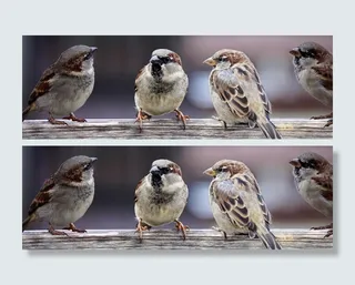 羊群，欧亚树麻雀，麻雀，麻雀家族，鸟类，聊天，群，在一起