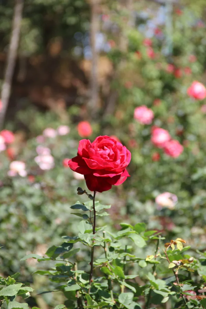 皮带，清迈泰国，以下重府，鲜花，自然，鲜花，花园，花园